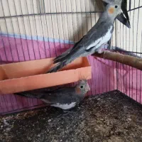 عروس هلندی|پرنده|کارون, |دیوار