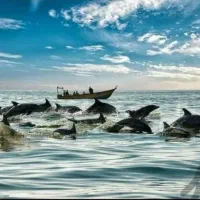 تور یک روزه VIP جاذبه های قشم|تور و چارتر|قشم, |دیوار