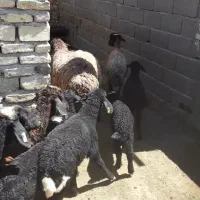 فروش میش و بره