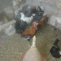 خروس