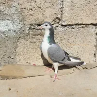 کبوتر نر ماده|پرنده|مسجد سلیمان, |دیوار