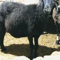 میش هترو ۱۰۰ درصد دوقلوزا