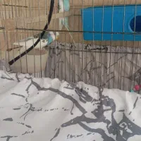 فروش یک جفت مرغ عشق با قفس و...