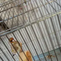 سهره کرمونی بخون معاوضه|پرنده|شهریار, اصیل آباد|دیوار