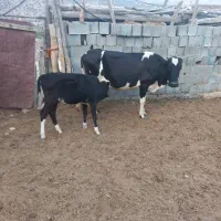 گاوبا گوساله بزرگ