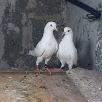 مجسمه