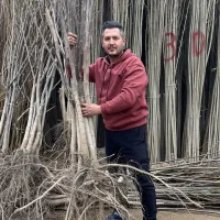 نهالهای پربار باغ خود رو از ما خرید کنید