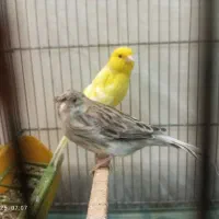 یه جفت قناری نر با تخم