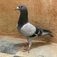 معاوضه پلاکی