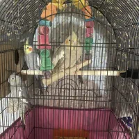 طوطی هلندی|پرنده|آمل, |دیوار