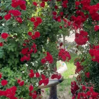 به یک نفر خانم جهت تمیز کاری باغ عروس