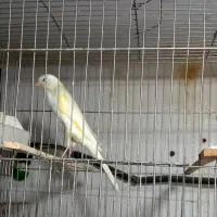 قناری رسمی بلند|پرنده|تهران, اسکندری|دیوار
