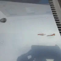 فروش ماشین دانگ فنگ مدل ۹۶ کروز|خودرو سواری و وانت|فیروزکوه, |دیوار