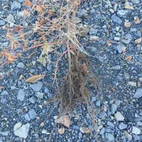 فروش ریشه انگور  سیاه سردشت|گل و گیاه طبیعی|وزینه, |دیوار