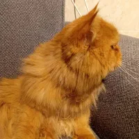 گربه پرشین|گربه|بندرعباس, |دیوار