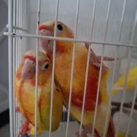 ردچیک|پرنده|محمدشهر, محمدشهر|دیوار