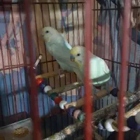 مرغ عشق|پرنده|الوند, |دیوار