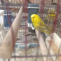 مرغ عشق ماده و فنچ نر