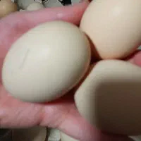 تخم مرغ محلی|خوردنی و آشامیدنی|ارومیه, |دیوار