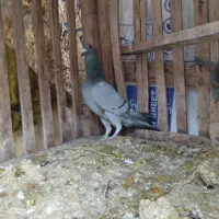 کفتر|پرنده|فریمان, |دیوار