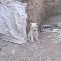 توله سگ شیواوا