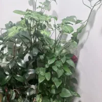 تعدادی گل|گل و گیاه طبیعی|اردبیل, |دیوار