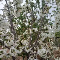 سمپاشی هرس کود دهی حرس نیسان کوددهی کود بانیسان|خدمات باغبانی و درختکاری|شهرکرد, |دیوار