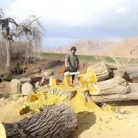 دررخت و چب چوب تیر خشک|خدمات باغبانی و درختکاری|کمیجان, |دیوار