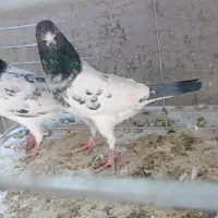 کفتر پرشی|پرنده|اردکان, |دیوار