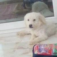 سگ پت نرماده نژادشیتزوتریر رایگان تکی هم واگذار|سگ|تهران, هفت حوض|دیوار