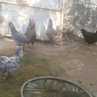 مرغ و خروس فروشی|حیوانات مزرعه|خورموج, |دیوار