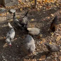 فروش مرغ و خروس|حیوانات مزرعه|لواسان, |دیوار