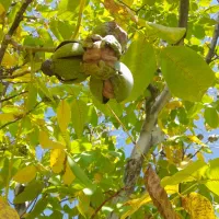 گردو فروشی|خوردنی و آشامیدنی|ارجمند, |دیوار