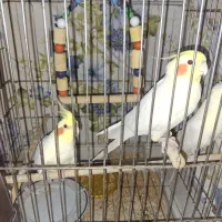 عروس هلندی لوتینو چشم شرابی مولد