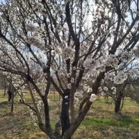 فروش باغ کنار جاده ترانزیت زنجان تبریز اسفجین|فروش دفتر صنعتی، کشاورزی، تجاری|زنجان, |دیوار