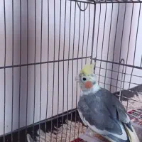 فروش عروس هلندی
