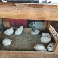 بلدرچین|حیوانات مزرعه|قشم, |دیوار