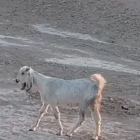 گمشدگان
