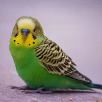 دو عدد