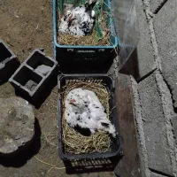 جوجهگلینپنگونیطوسیچهلتاج|حیوانات مزرعه|نوشهر, |دیوار