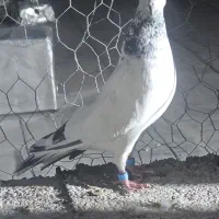 کبوتر گلدن|پرنده|ایرانشهر, |دیوار