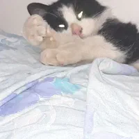 گربه ۷ ماهه