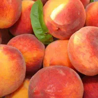 نهال های مناسب باغ و باغچه با تعداد عمده و خرده|خدمات باغبانی و درختکاری|اهر, |دیوار