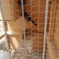 مرغ مینا ،مولد ماده،معاوضه هم میکنم