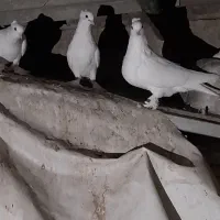 کفتر کاکلی پرپا|پرنده|قم, شهرک سازمان آب|دیوار