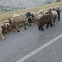 میش،بره،نرمیش