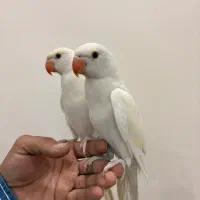 جفت ملنگو کرمینو