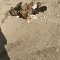 مرغ و خروس