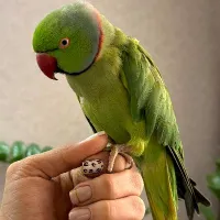 طوطی ملنگو بنام آقا چیکو گمشده مژدگانی به یابنده
