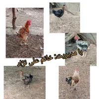 تخم مرغ نژادی و تخم بوقلمون برنز|خوردنی و آشامیدنی|یاسوج, |دیوار